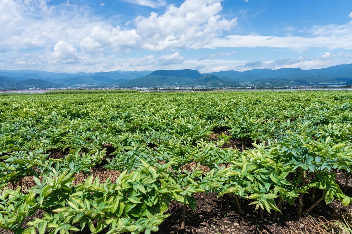 こんにゃく生産量日本１位の地域はどこ？